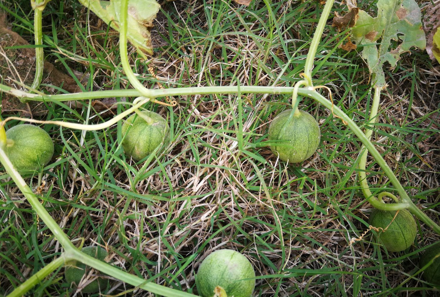 农村80后经典记忆的屎瓜,自带"味道",为什么会成为抢手货? - acfun弹