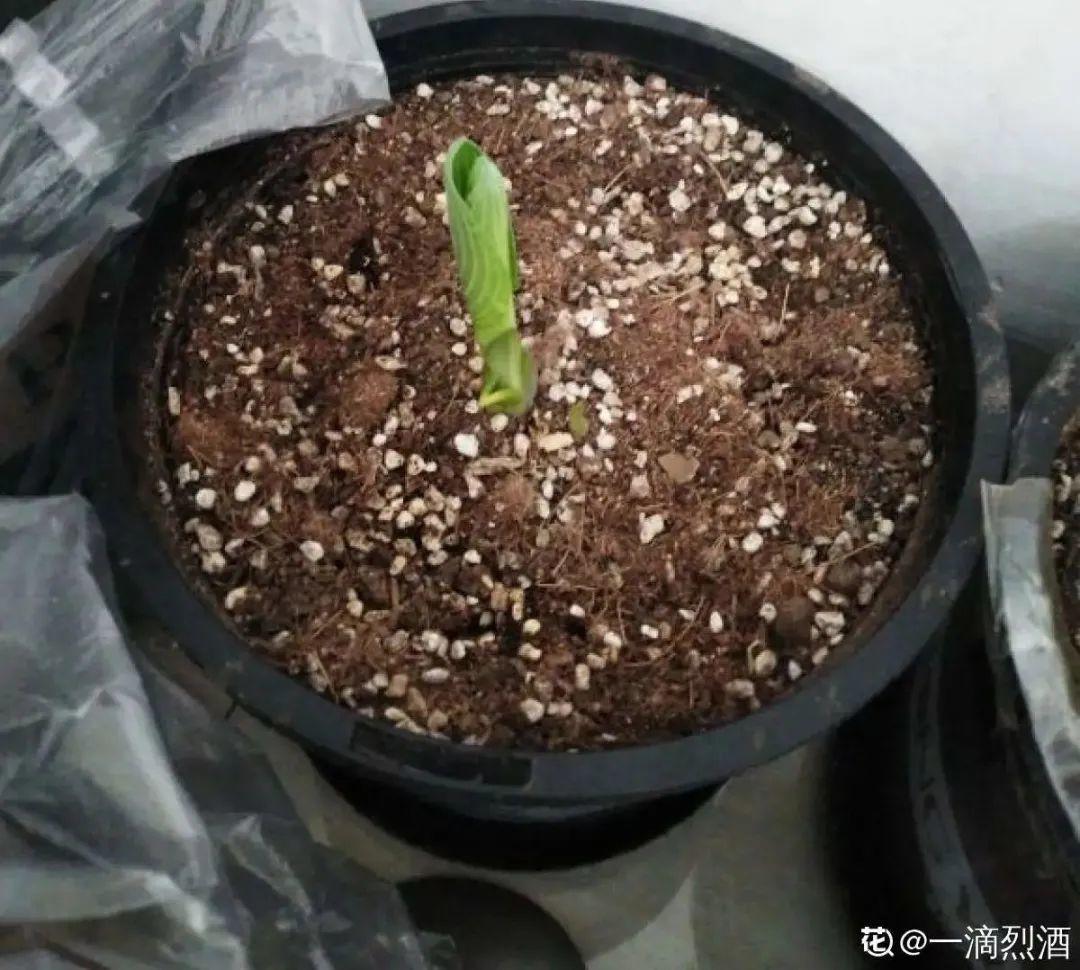 春天不能晒的花，越晒越丑，放阴凉地儿，反倒