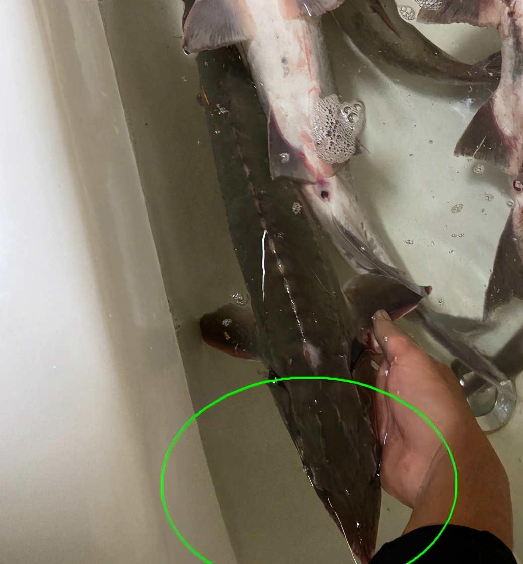 男子水塘里钓起"尖嘴鱼",担心是中华鲟,网友:放心吃