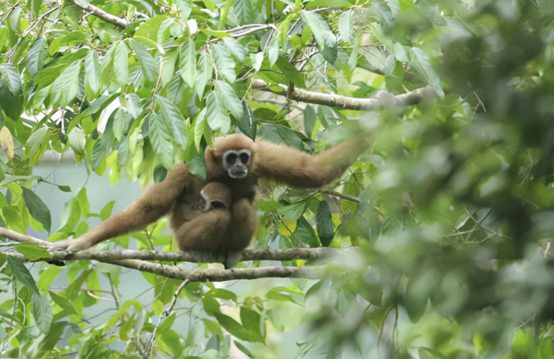 what's the situation?Both vultures and gibbons have begun to