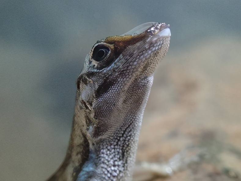 How does a chameleon breathe underwater? - iNEWS