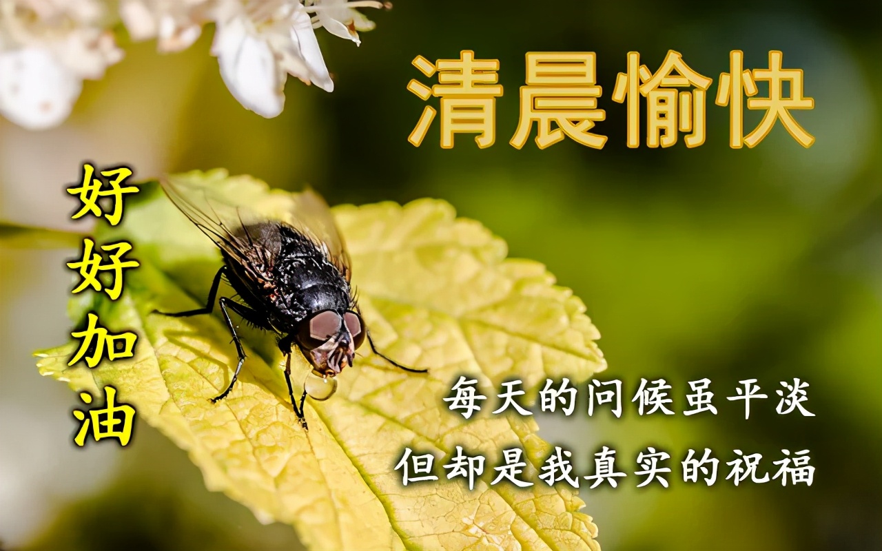 适合恋人早安心语  早上早上好图片漂亮祝福图片