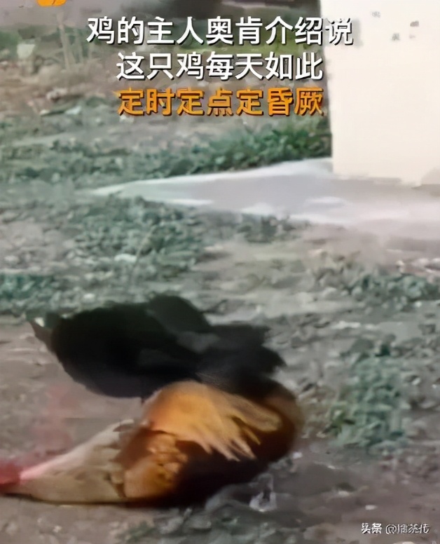 公鸡打鸣打到缺氧昏倒这也太敬业了吧