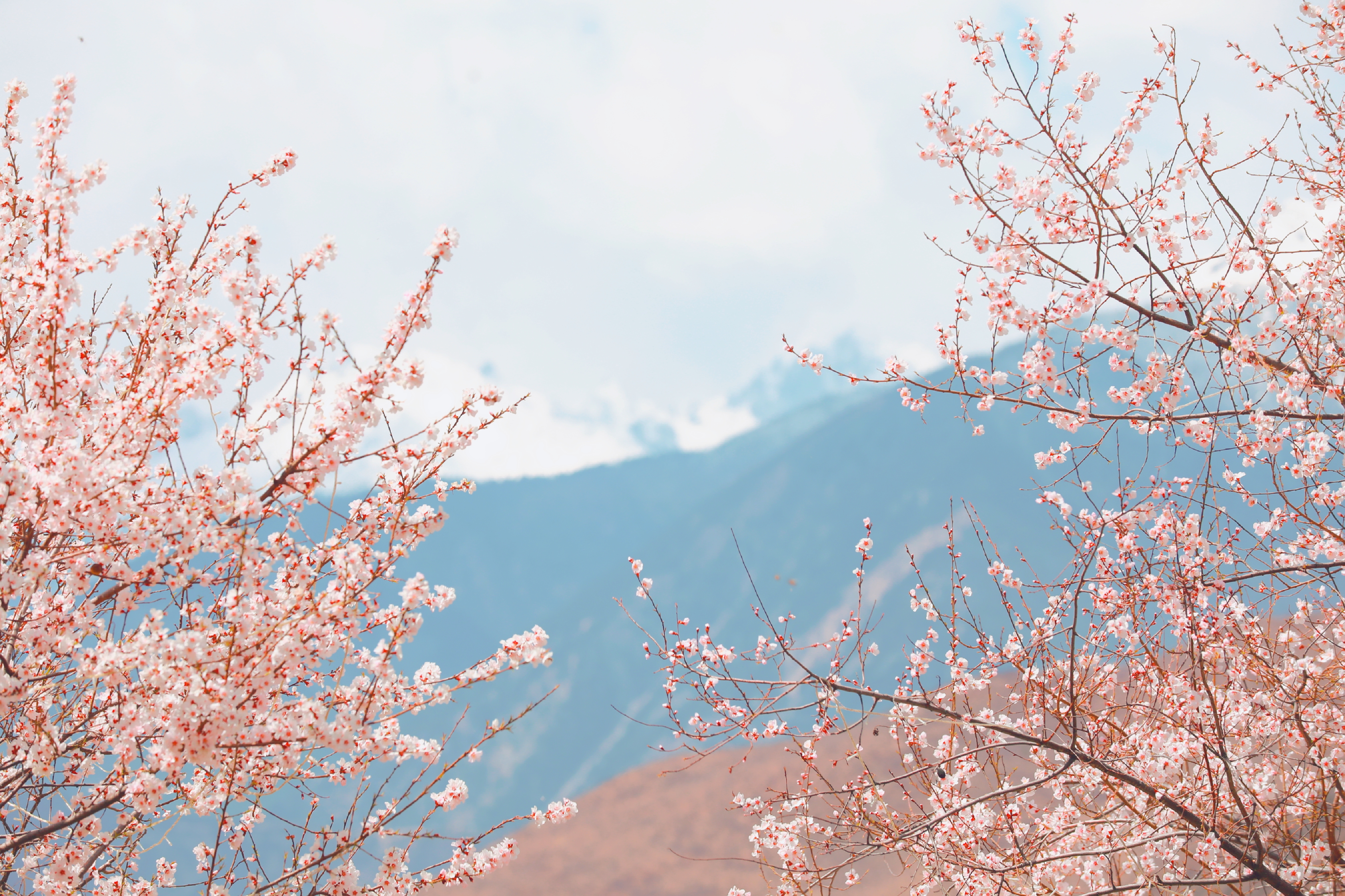 第四届觉龙桃花节开幕，芒康县政府邀你来网红地打卡