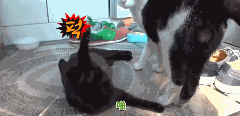 猫咪每日奔袭8公里，只为谈恋爱，谁说异地恋就没有好结局？