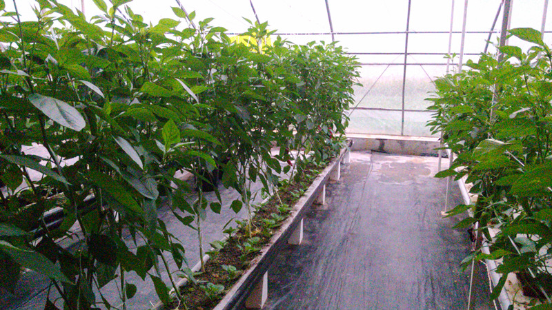 温室种植小知识之网槽式基质栽培
