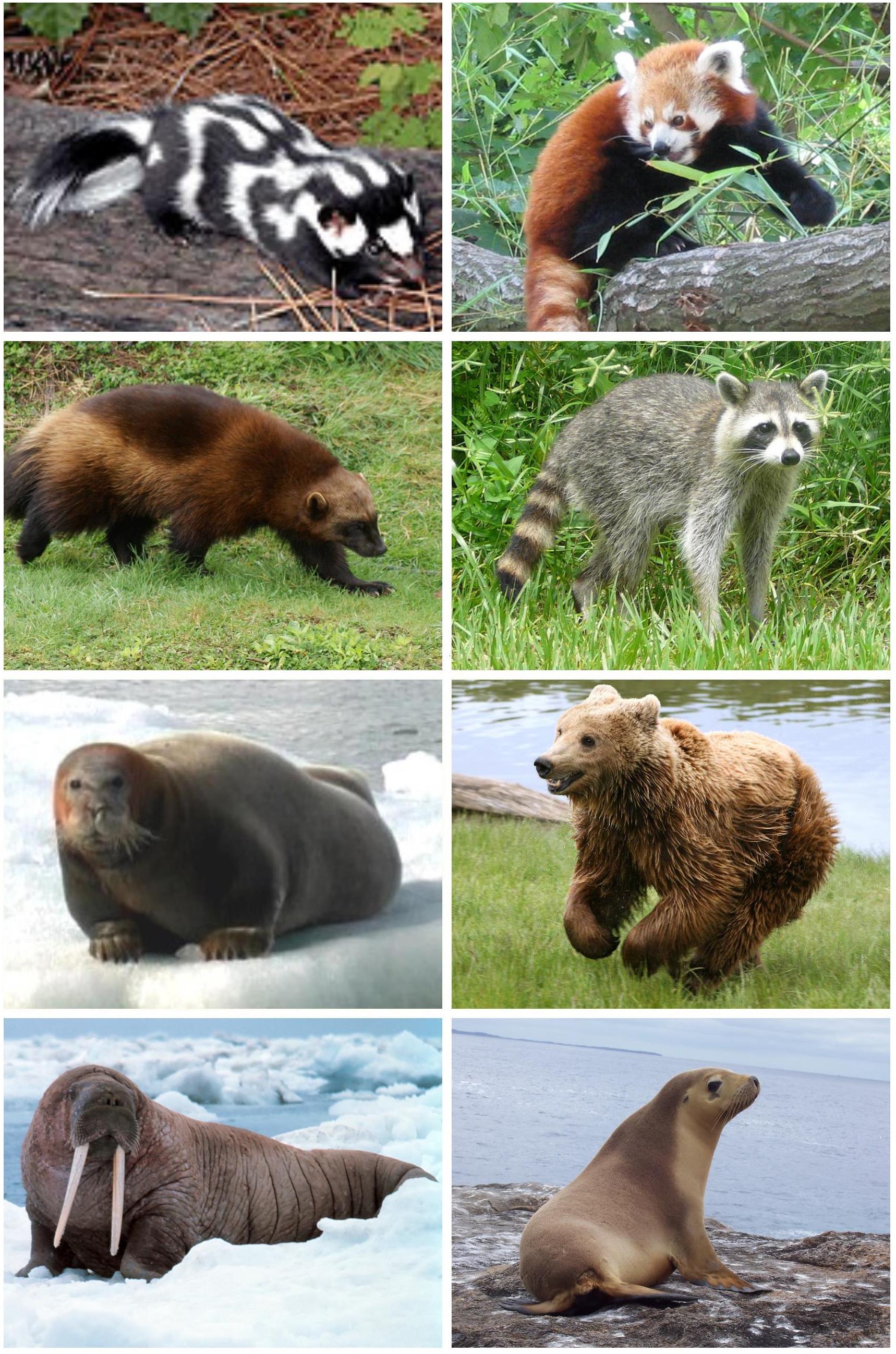Animals Mating With Man - 87eb4kw