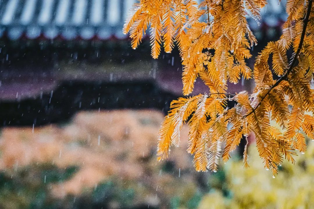 10首最美秋雨诗词，清秋有梦，雨落成诗，哪一首是你的心情？-第10张图片-非凡网