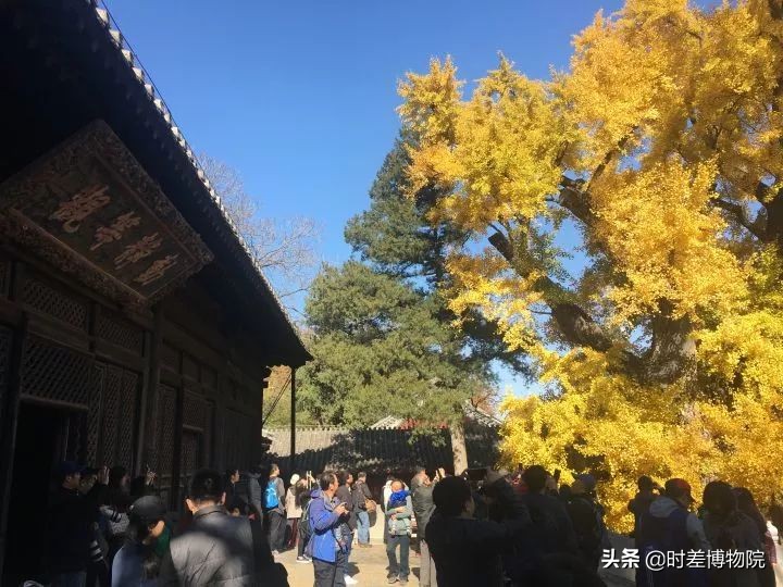 寻访西山大觉寺，感受千年银杏下的京郊秋色与历史况味