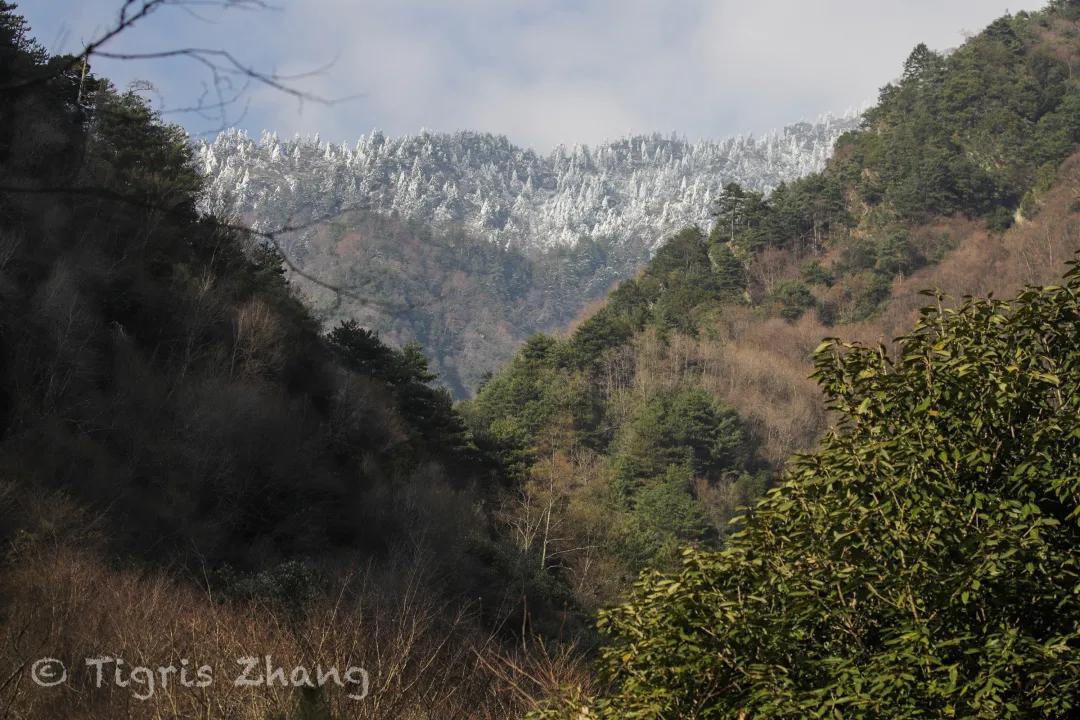 冰雪世界里的奇幻森林——唐家河、卧龙自然观察记