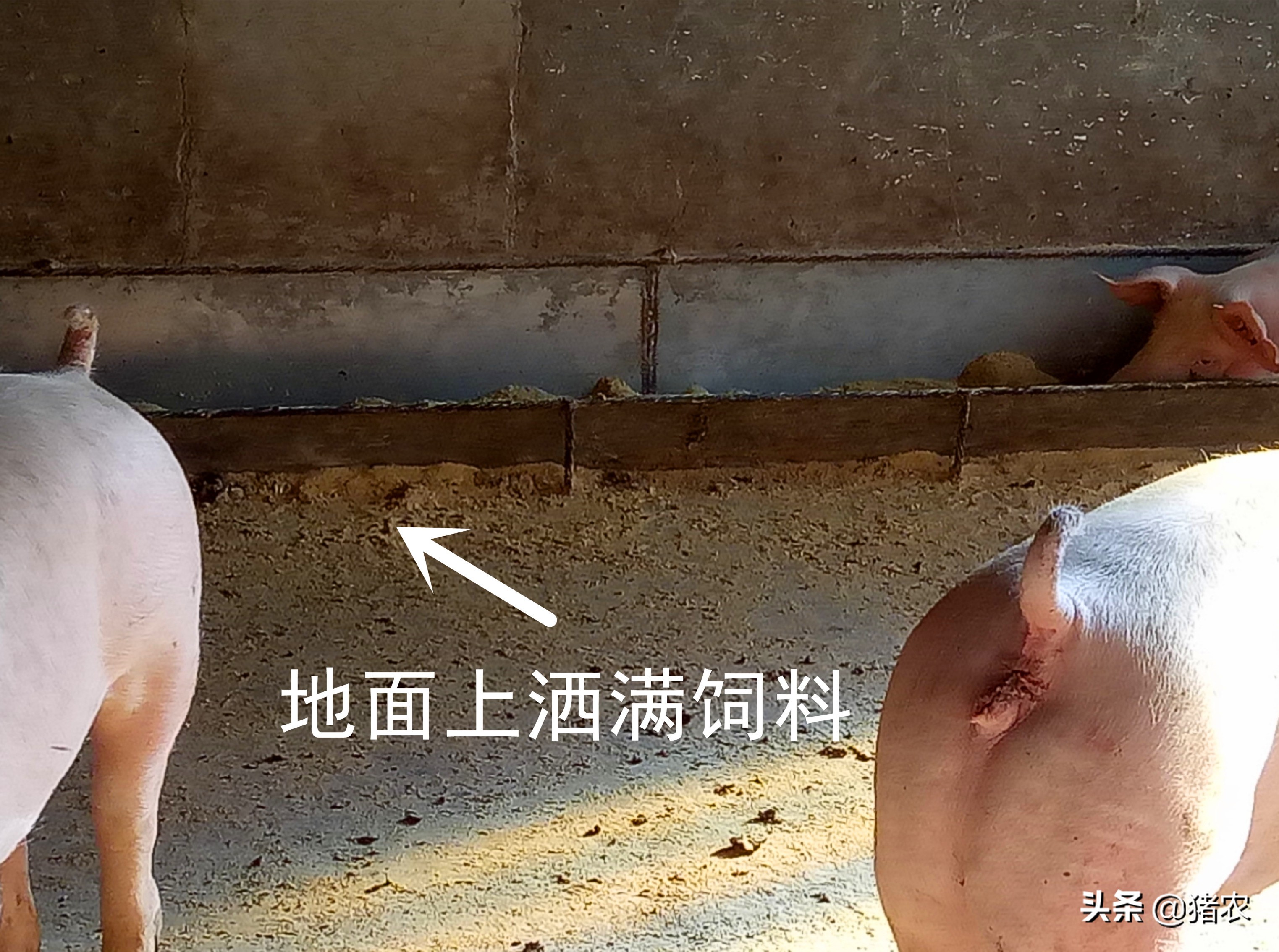 畜牧养殖前沿：液态饲喂应用效果如何？