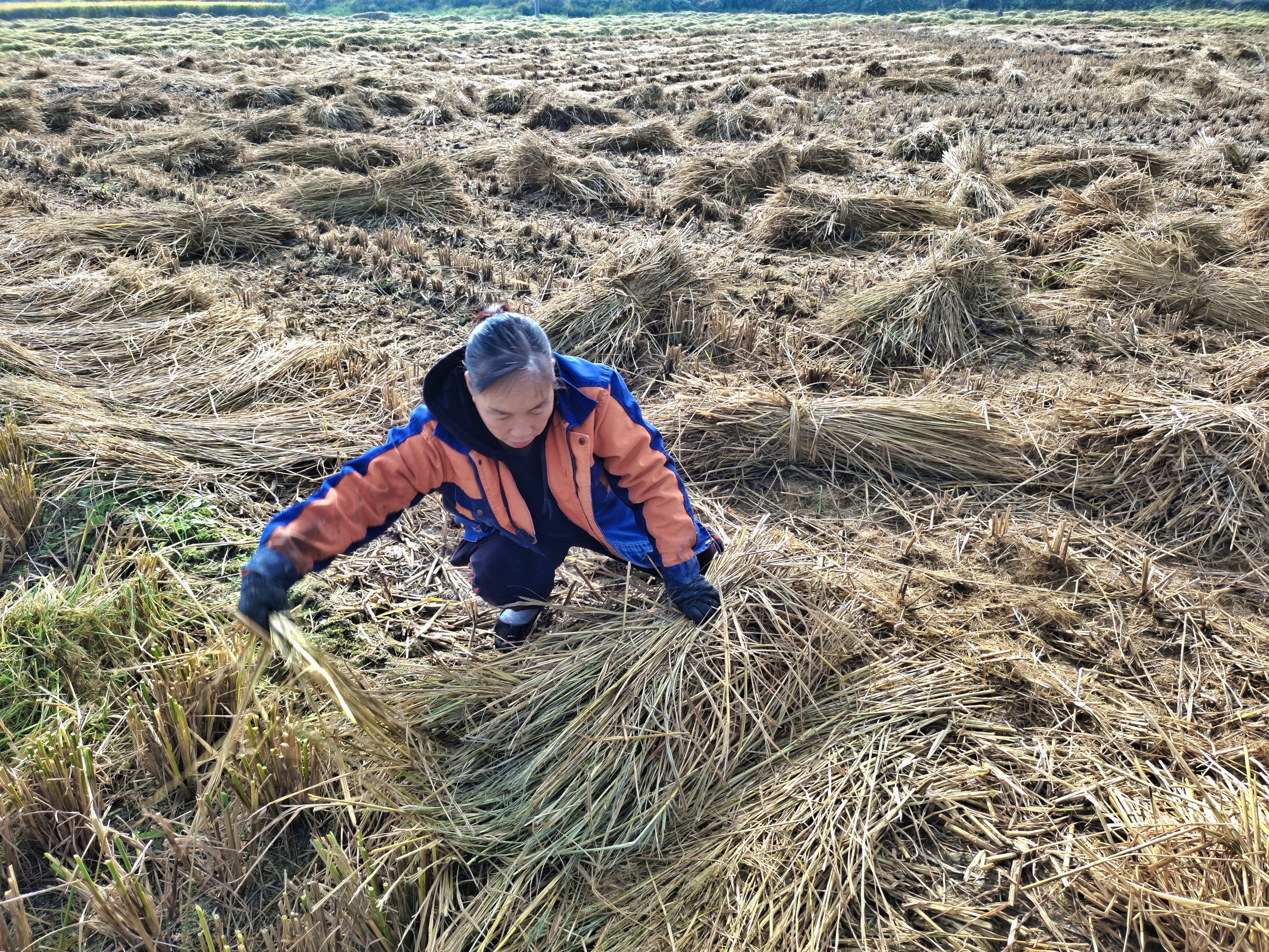 稻花飘香|【段双奇摄影作品】深秋时节看稻花飘香