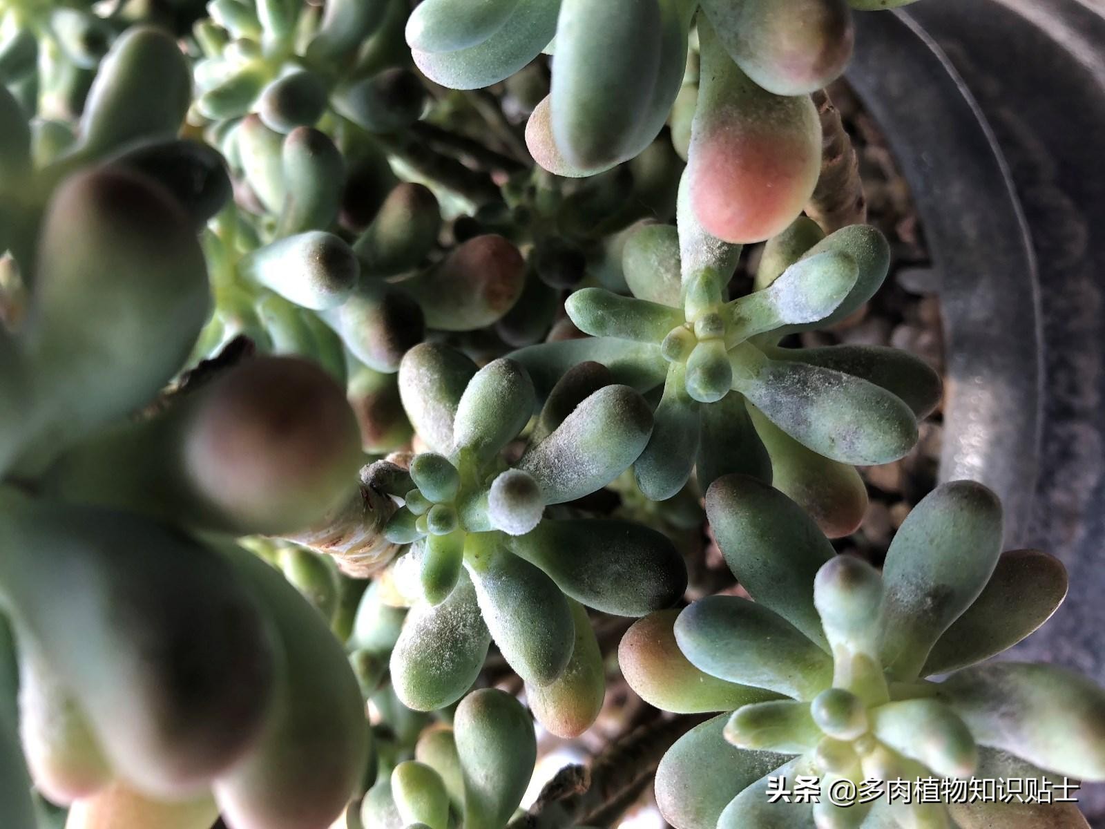 多肉植物褐斑病是如何产生的 植物学家教你如何防治多肉病害 资讯咖