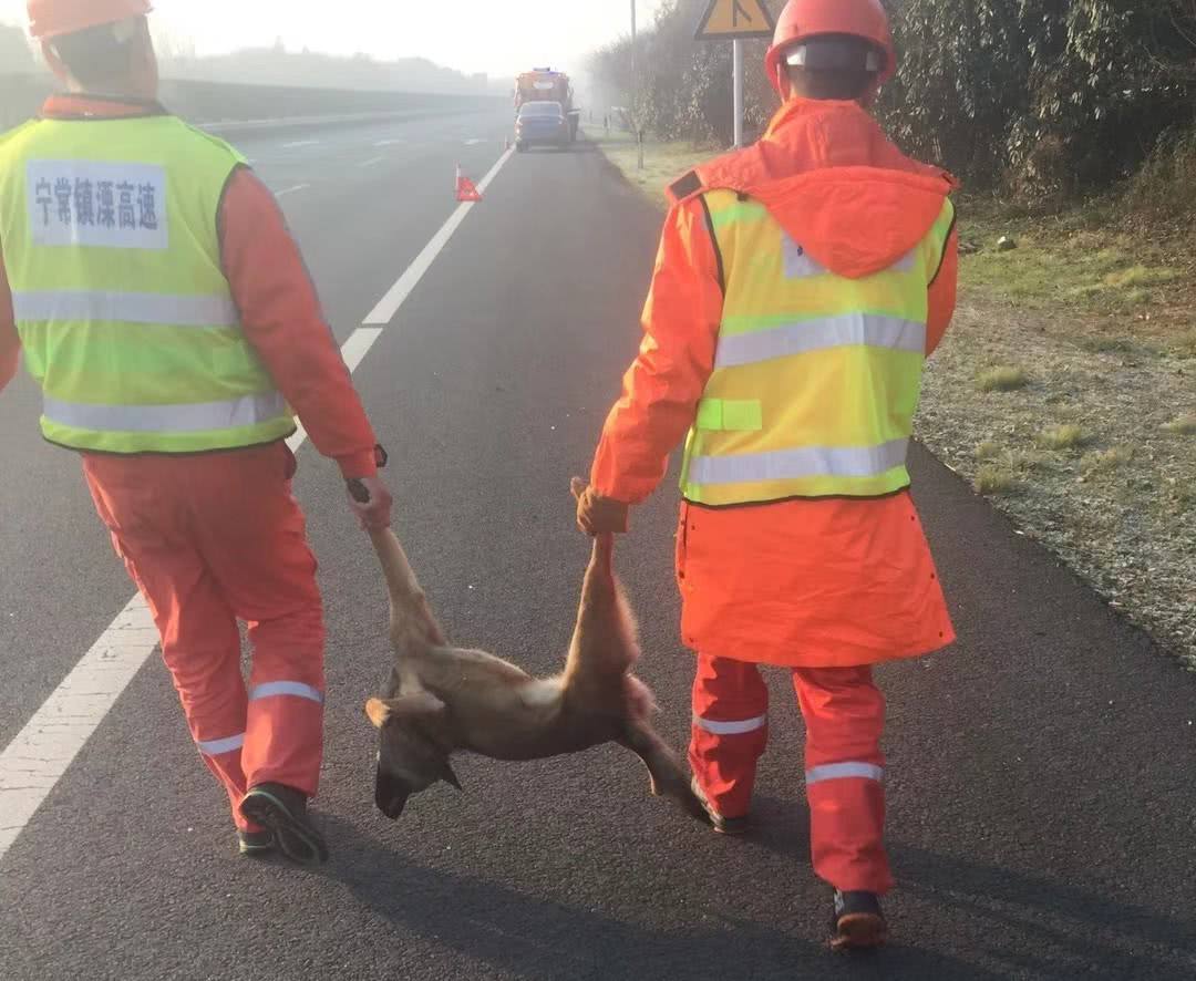跑高速时，遇到小动物是撞还是躲？交警再说一遍，大家记好