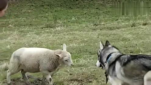 教师辞职，医护被裁，拒绝加班被罚款，这个五