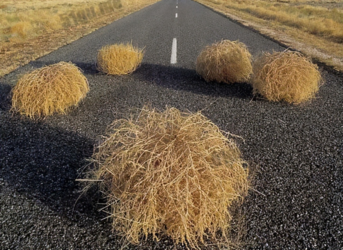 風滾草入侵美國泛濫成災？淹沒公路和小鎮(zhèn)，在中國為何難以長大？