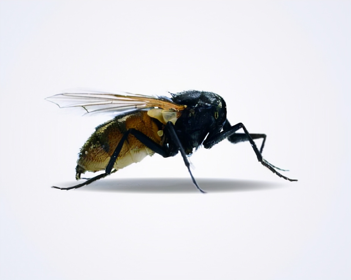 Why do the flies always get their heads down to play?Why can a fly live without a head? iNEWS