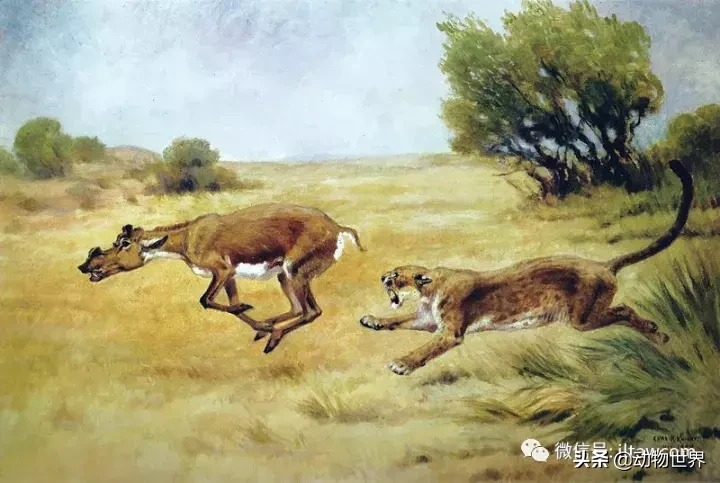 剑齿虎可不是单一的物种,它们是大家族