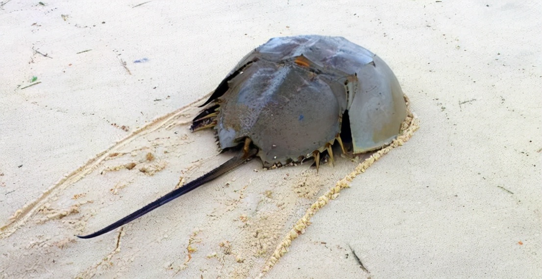 The most precious blue blood!600,000 horseshoe crabs are "mandatory
