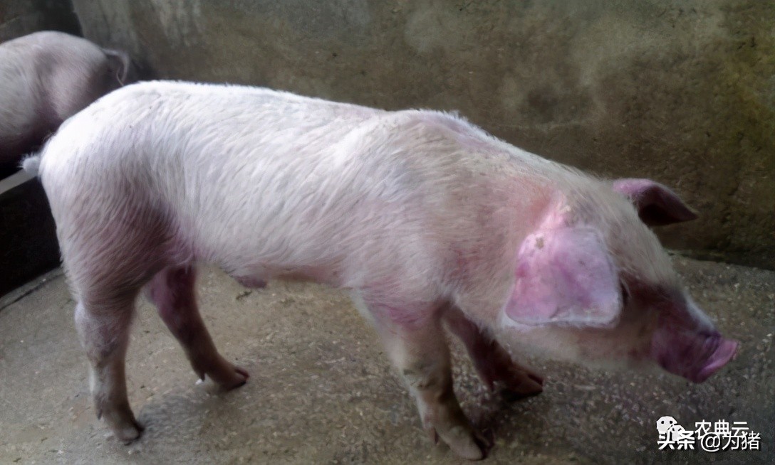猪场管理中最难区分的4类病，学会了你就是养猪高手