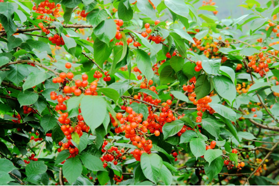 四川省樂山市:甜蜜產業結碩果 紅了櫻桃富了鄉親