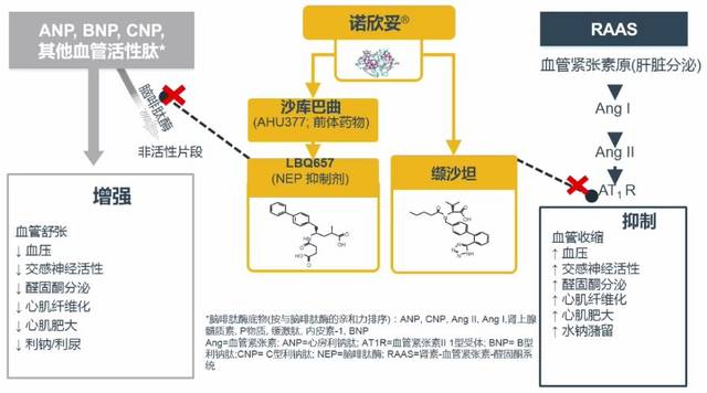 最特殊的、涵盖降压机制最多的降压药：沙库巴曲缬沙坦