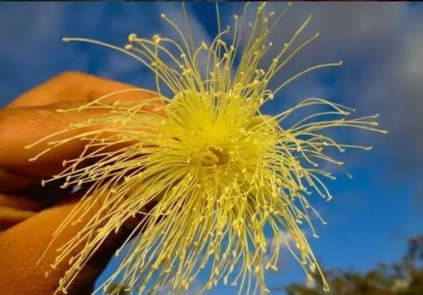 160種· 奇花異草,絕對有你沒見過的! 「下部分」