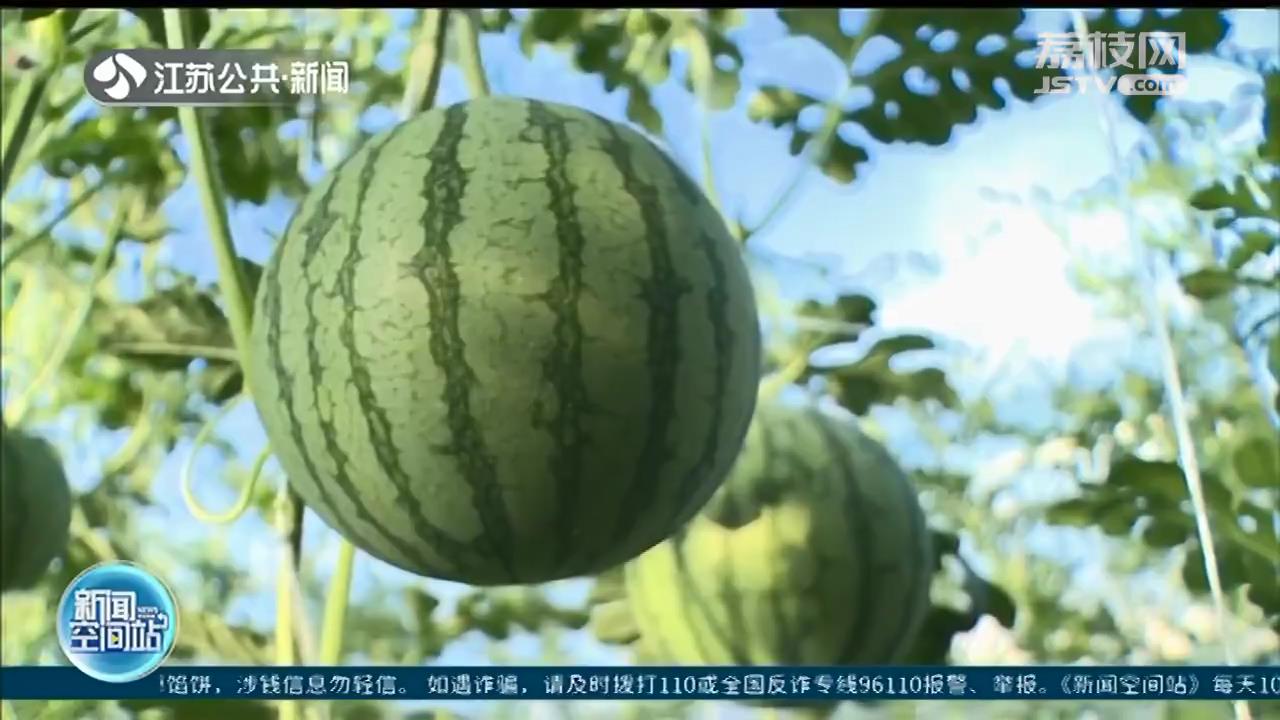 夏日“果”缤纷 江苏地产好物接续上市