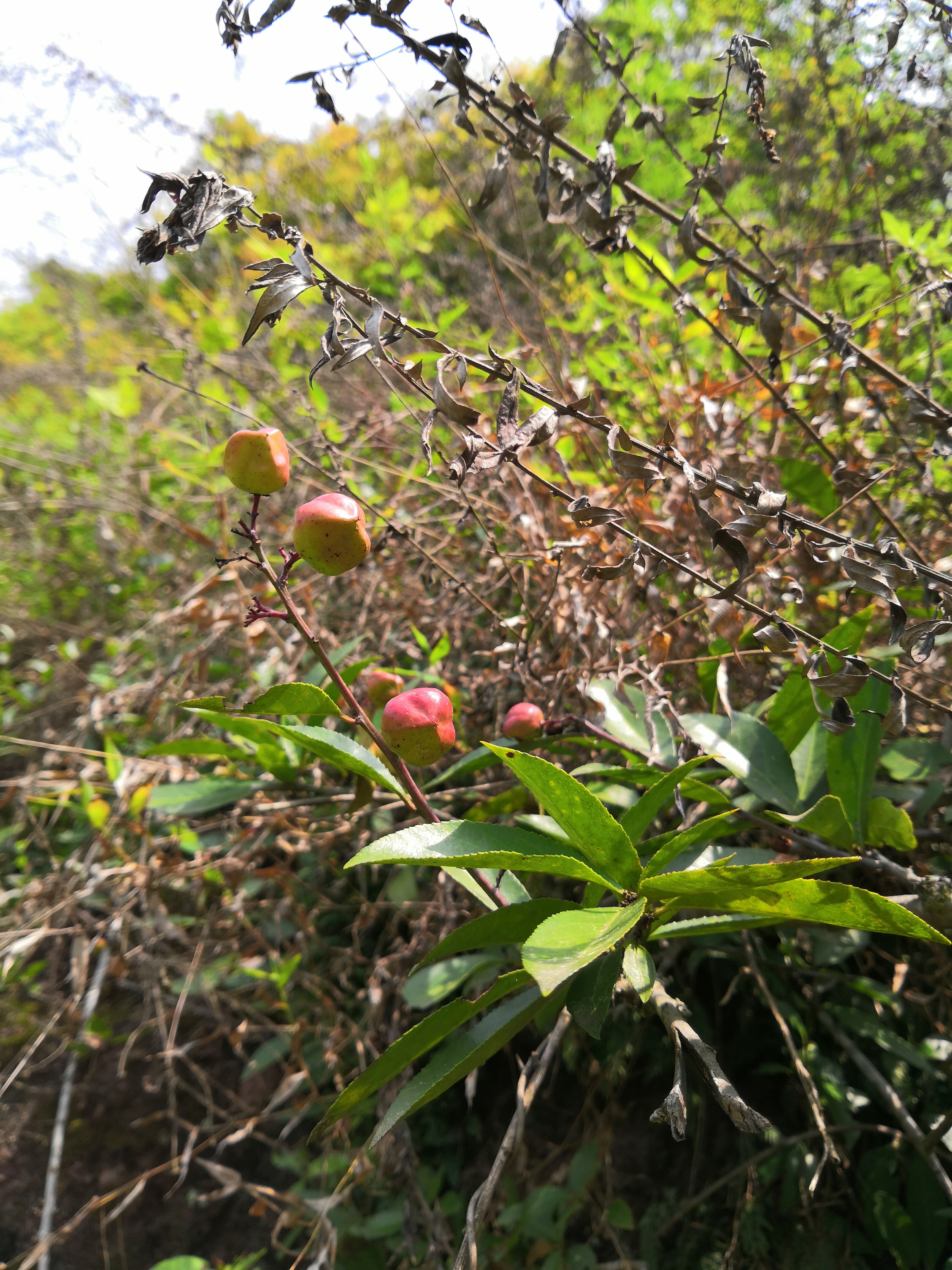 奉节县石岗乡一个山清水秀人杰地灵的地方，春天景色正美