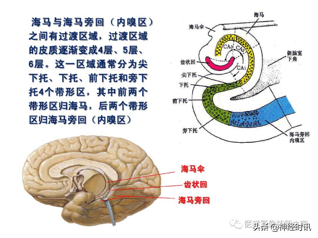 中樞神經系統功能解剖及定位 - 資訊咖