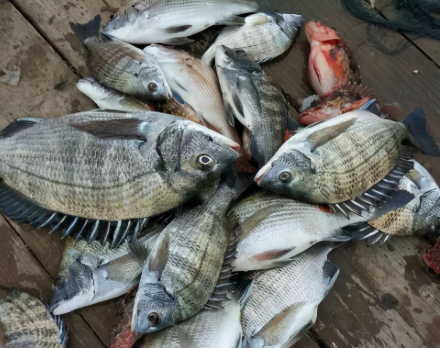 图片[2]-春天买鱼技巧 3种“最坑”的鱼要避开商贩从来不吃-起舞食谱网