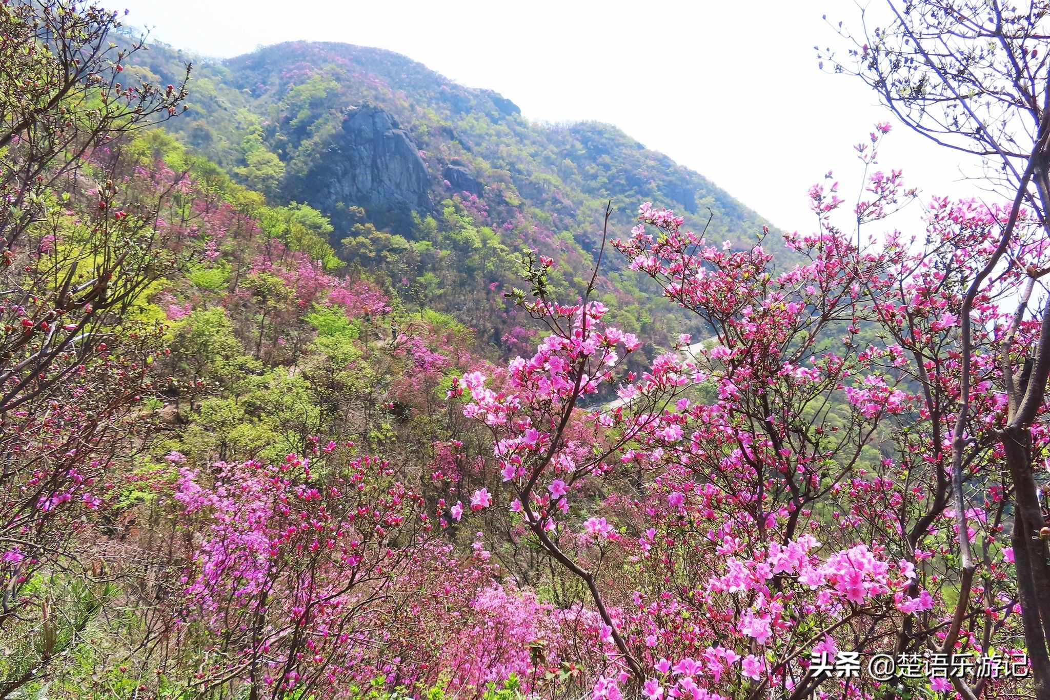 寧波東金峨村 同樣可以登山看杜鵑花 村頭有千年古剎 風景秀麗 楚語樂遊記 Mdeditor