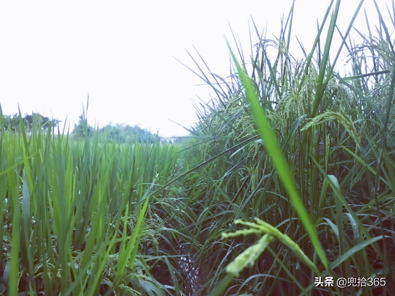 重庆大足15亩“巨型稻”火了，高度超过2米，袁隆平的预言成真了