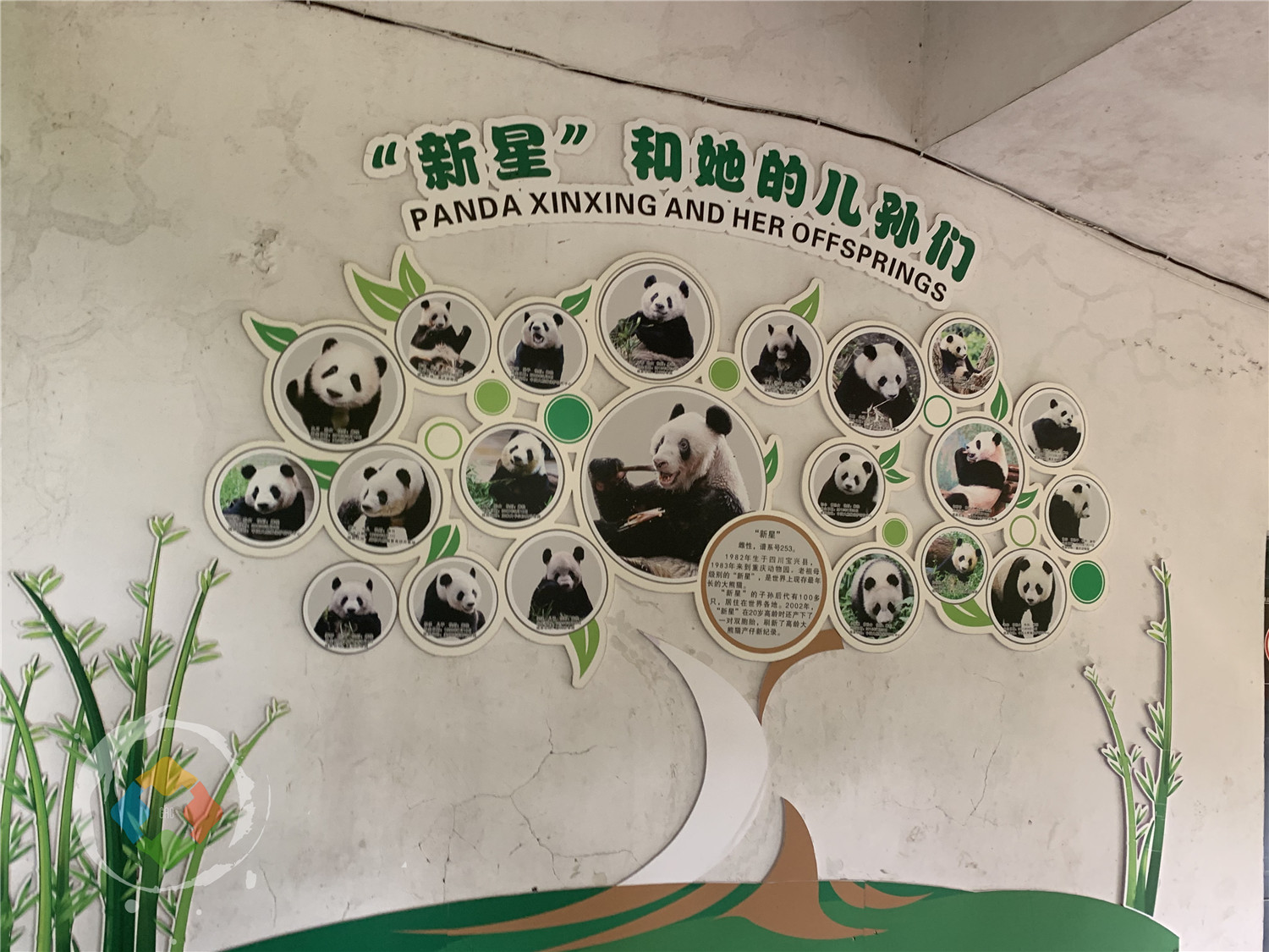 年纪最大的熊猫在哪里？重庆动物园的“新星”，迎来38岁生日