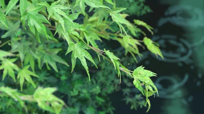晚安心语阳光说说语句：热爱生活，阳光开朗，有自己喜欢的模样
