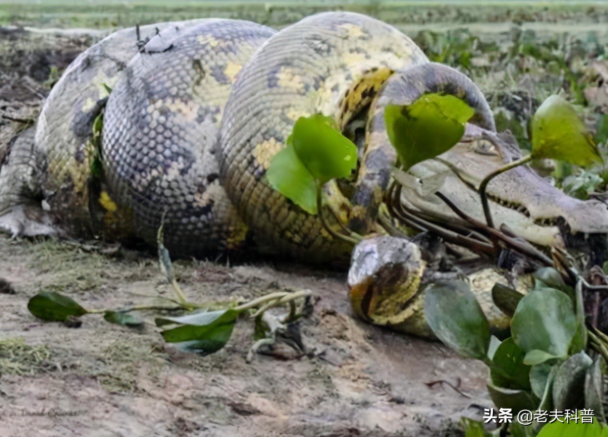 Nonvenomous snakes are more terrifying, and they won't let go. The