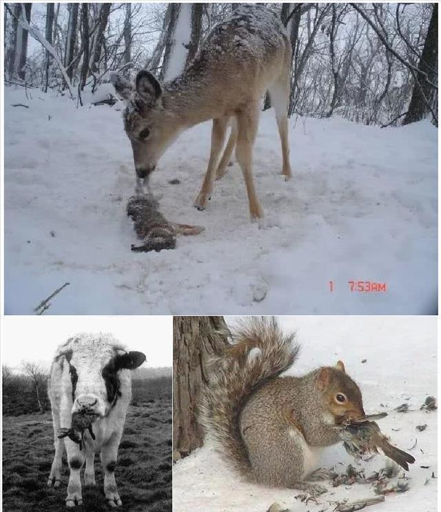 Why do cows eat snakes?Is the cattle lacking nutrition?Or are you