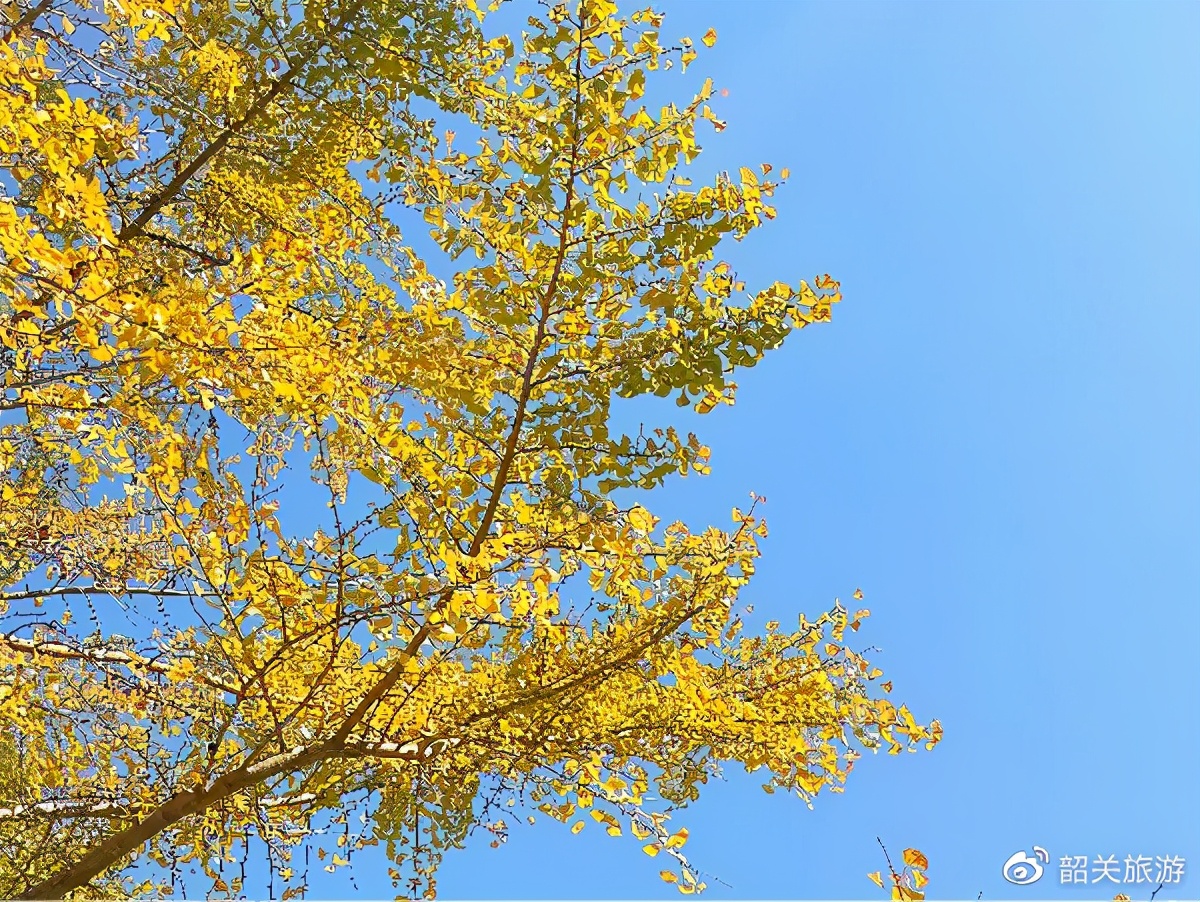 准备打卡！金丝皇菊花海、银杏...周末来南雄这条线，玩法不重复