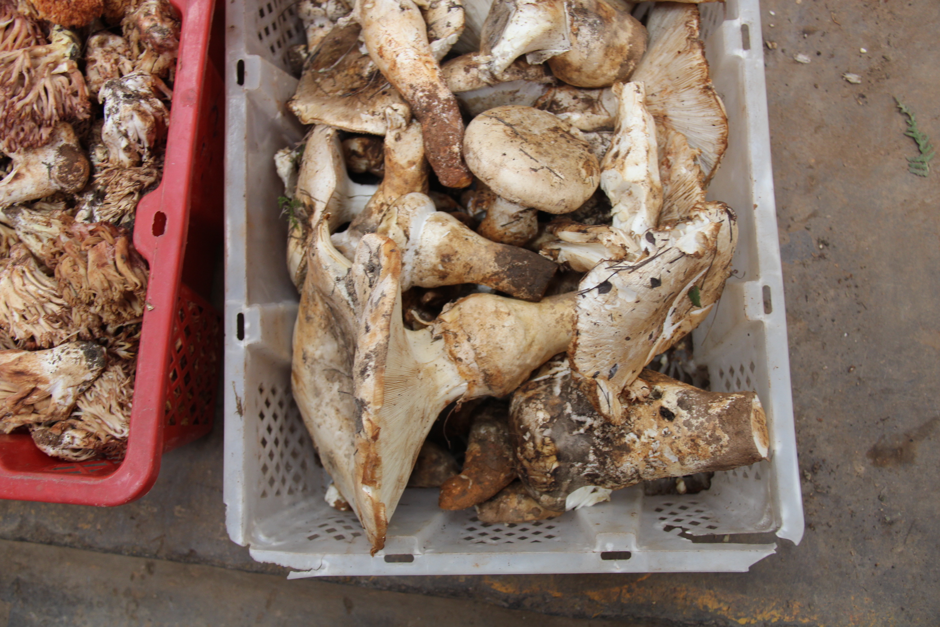 多图探秘云南木水花野生菌交易中心