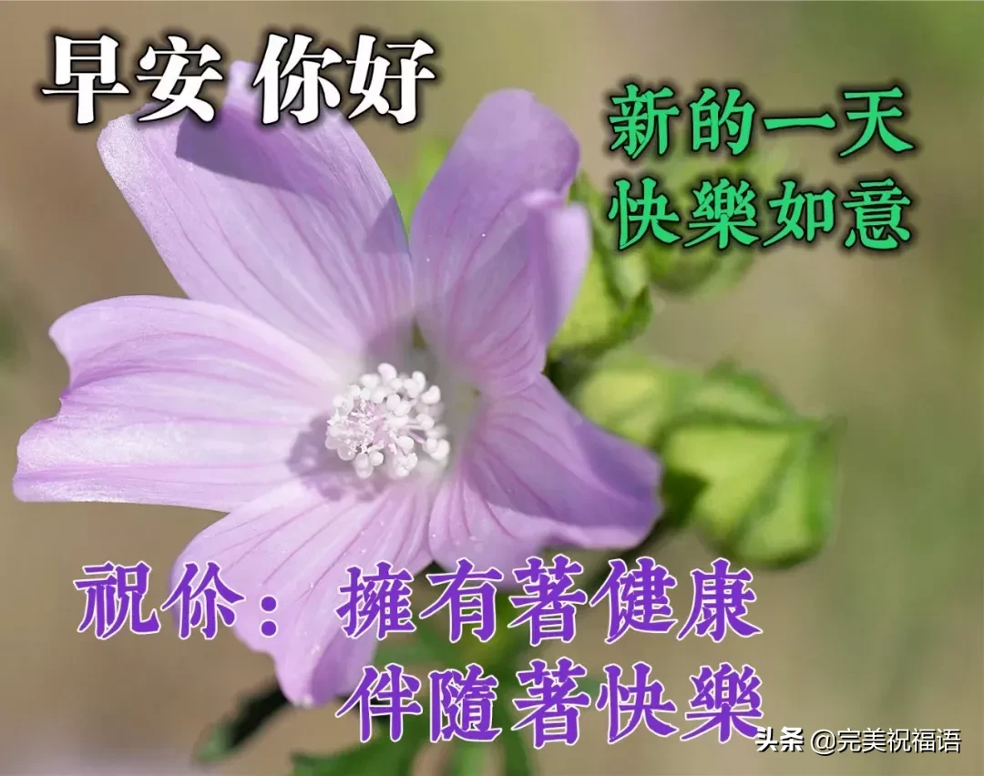 早上好唯美暖心问候语 早安祝福语漂亮图片图片