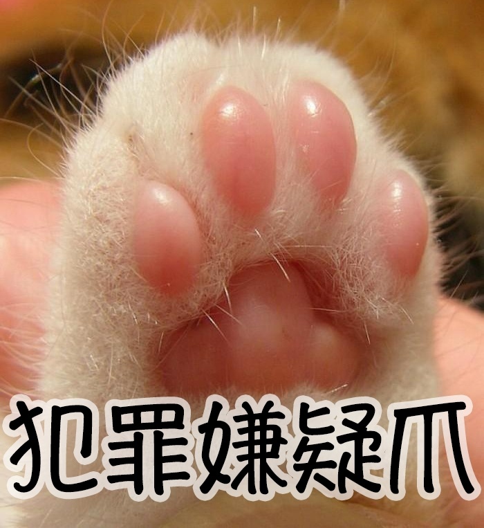 养宠家庭的“装修秘笈”┃ 东方一木科普