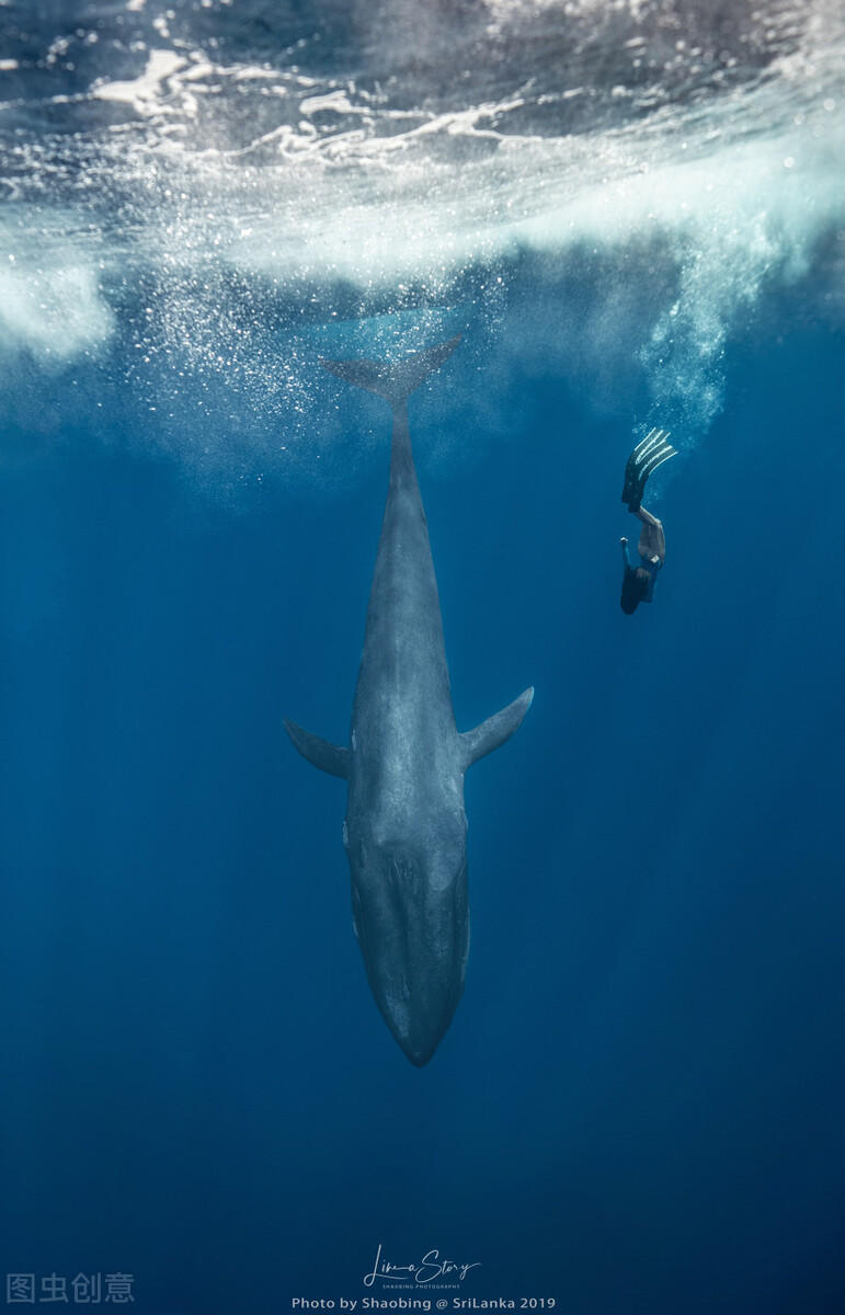 世界上最大的幾種鯨魚，第一肯定是藍鯨了，第二呢？ - 頭條匯