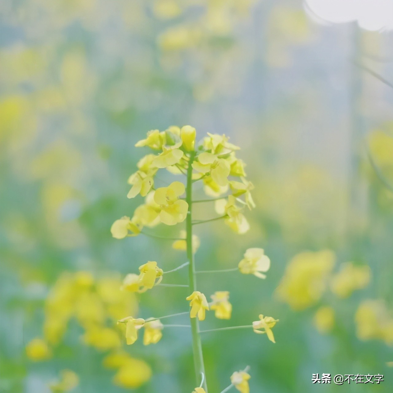 朋友圈发漂亮的花配文(朋友圈发漂亮的花配文可爱)