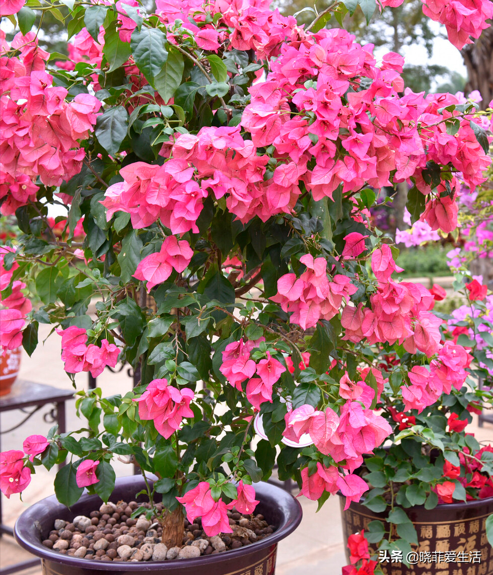 3種花不怕熱 耐晒更耐旱 越晒長得越旺 開花越鮮豔 曉菲愛生活 Mdeditor