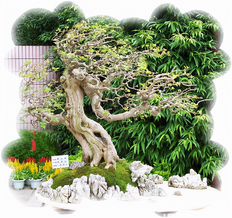 What is the "difficulty" of bonsai? iMedia