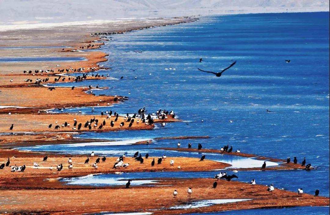 从3000吨到93000吨，青海湖湟鱼为什么还是濒危生物？