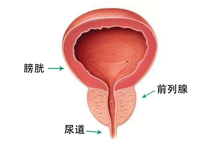深藏不露却关乎「性福」，男性身上的前列腺有多神奇？