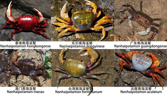 蟹考记（二）——图鉴全球各种常见食用蟹B