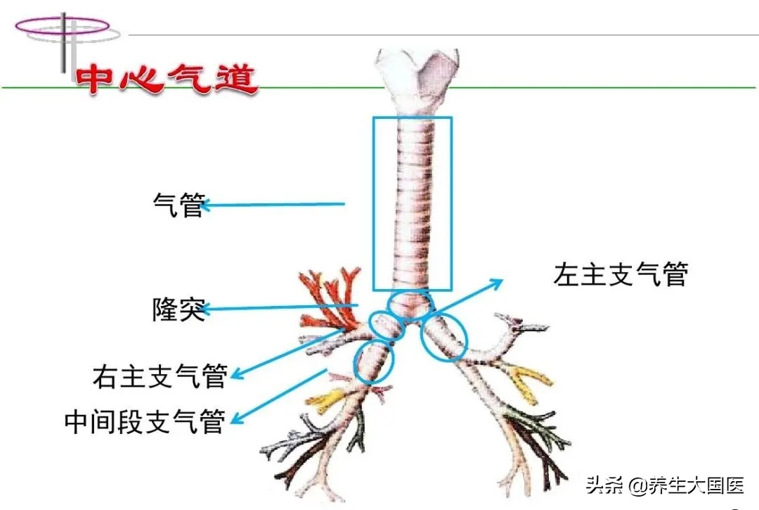 胸悶氣短、呼吸困難，像有東西堵在氣管？ 支氣管鏡幫你打開�呼吸之門�