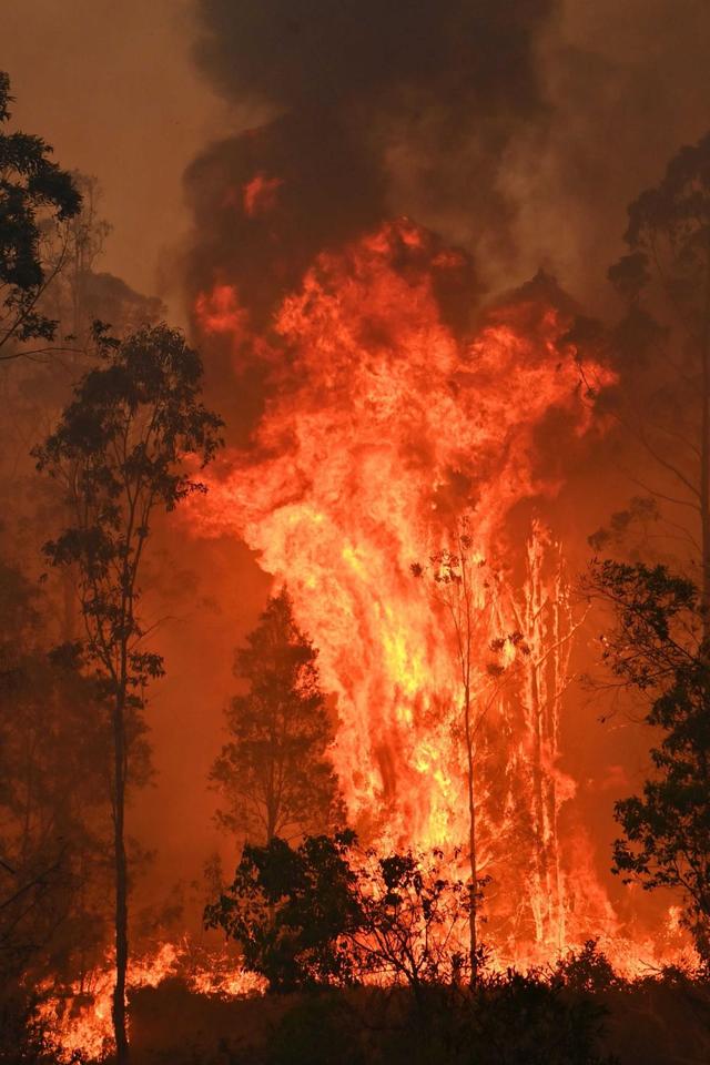 對澳洲反制效果凸顯，澳洲木材行業損失嚴重，澳媒:需要中方賠償